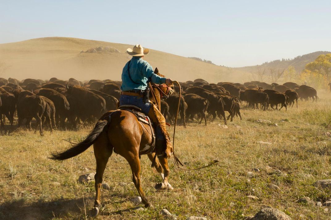 South Dakota Buffalo Roundup Wrangler