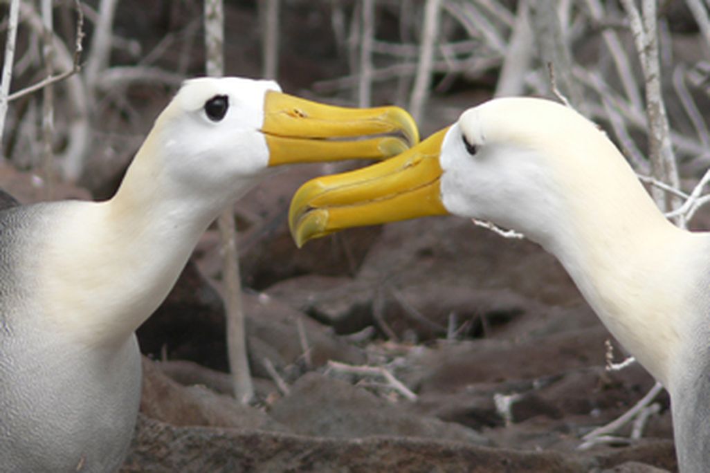 Two waved albatrosses