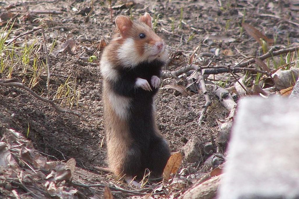 Black-Bellied Hamster