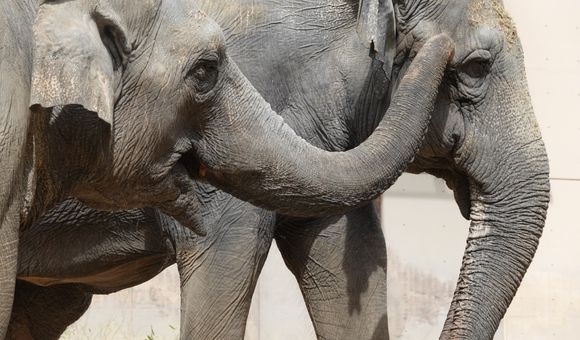 Bozie (left) and Shanthi (right) may be from different family groups, but they have built a lasting friendship.