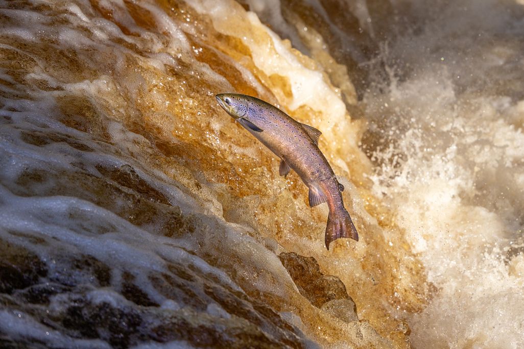 Salmon swimming up a waterfall
