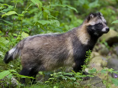 An analysis of genetic samples taken in 2020 from a market in Wuhan, China, found both the coronavirus and raccoon dog DNA.