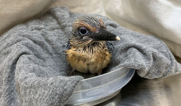 Animu and Giha’s male Guam kingfisher chick at 23 days old.