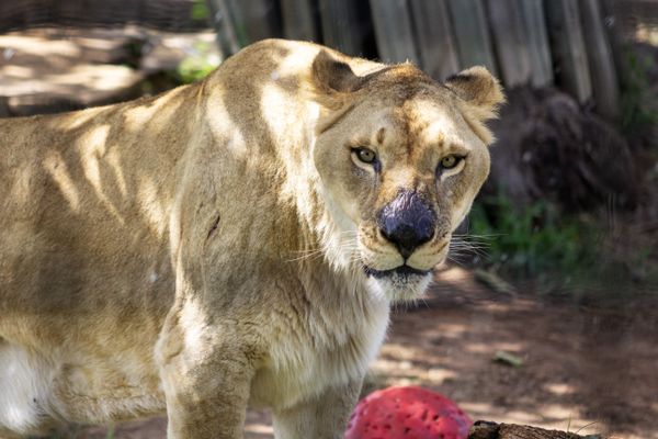 A fierce lioness watches. thumbnail