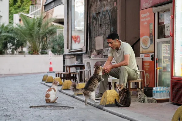 Catstanbul thumbnail