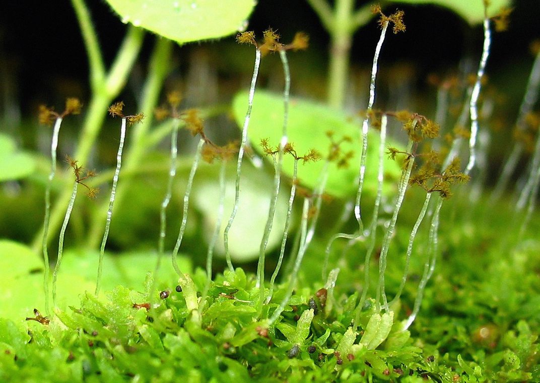 Riccardia species, with open sporophytes