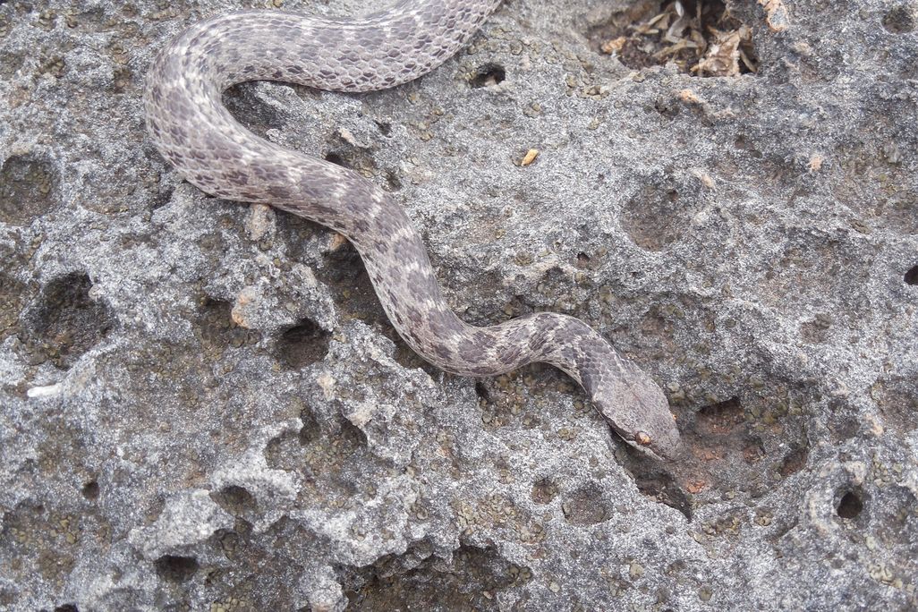 snake