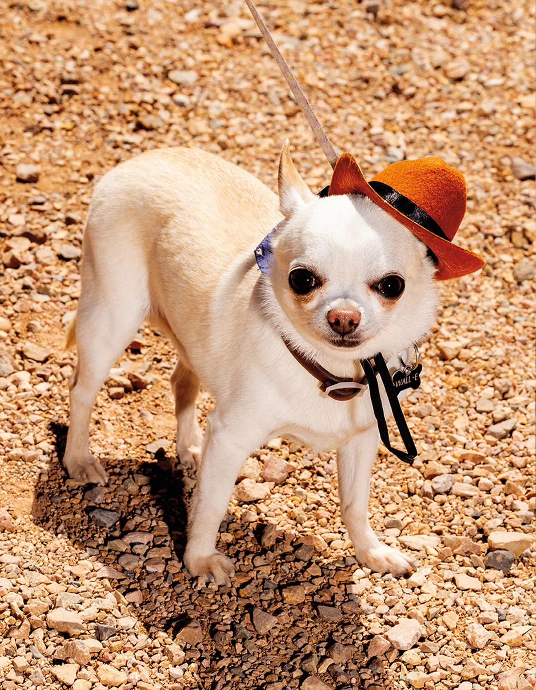 A jaunty chihuahua named Wall-E