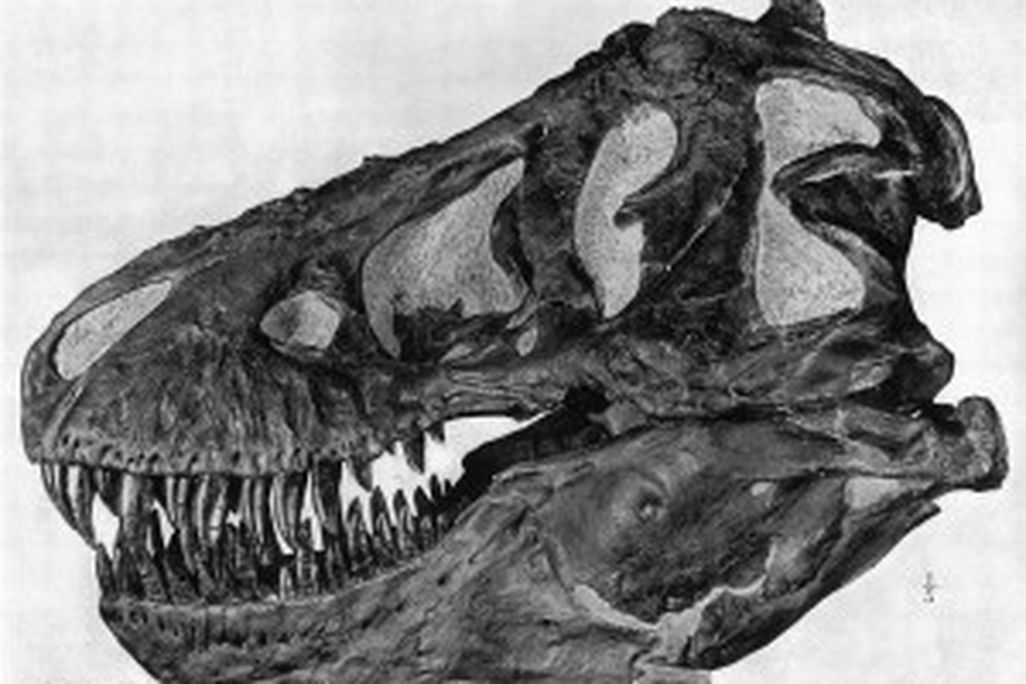 20110520083223Brown-Tyrannosaurus-skull-300x223.jpg