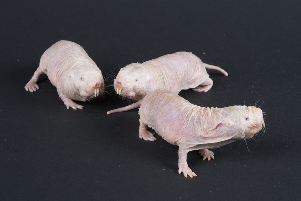 Three nearly hairless rodent-like creatures against a black backdrop