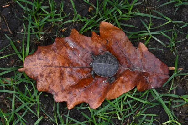 Baby Turtle on Leaf thumbnail