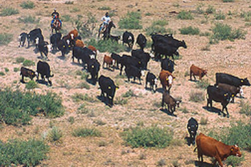 20110520090022cattle-herding_courtesy-usda_smaller.jpg