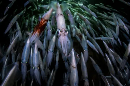 During the squid run, tens of thousands of opalescent squids (Doryteuthis opalescens) gather together.