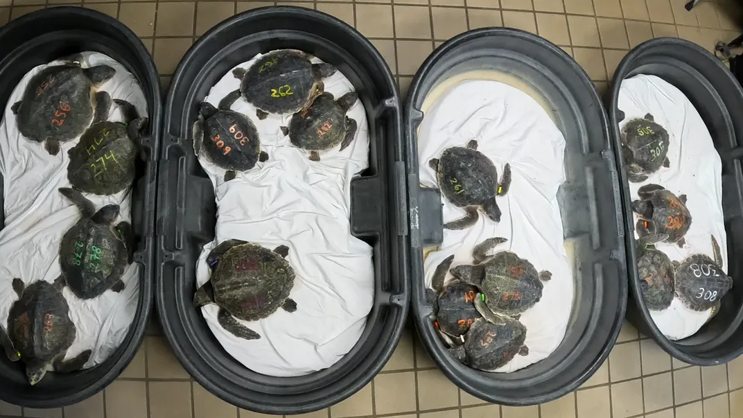 Turtles in bins