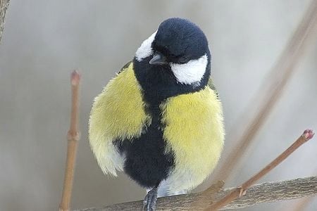 A handsome great tit