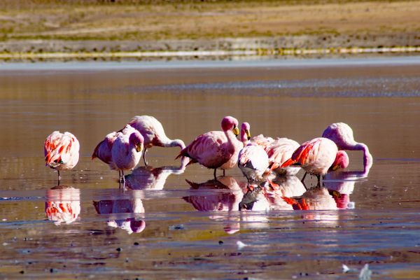 A flamboyance of flamingos thumbnail