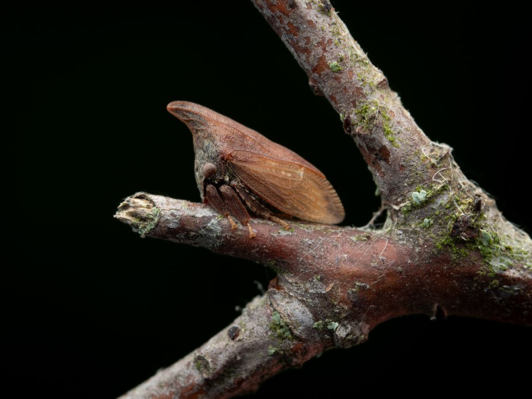 2 - Treehoppers, masters of mimicry, camouflage themselves as thorns on branches.