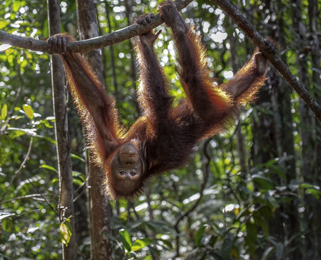 Eight-year-old Frank stretches his long limbs and shows off new skills. Increasing the animals’ ability to navigate through the branches is a key part of their training at jungle school.