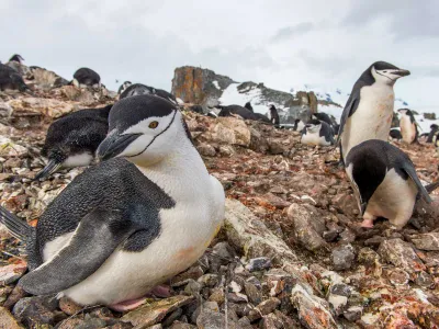 Chinstrap Penguins Sleep Over 10,000 Times a Day—for Just Four Seconds at a Time image