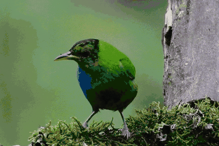 A bilaterally gynandromorphic green honeycreeper near Manizales, Colombia.&nbsp;