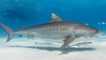 Some Tiger Sharks Are Migrating Farther North Due to Climate Change