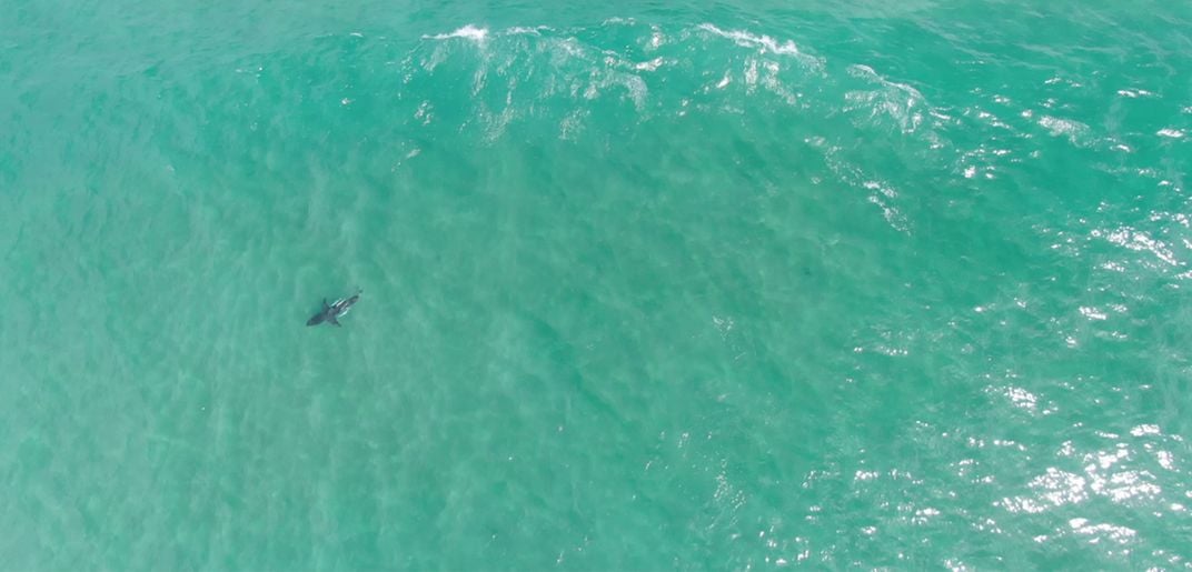 Drones Spot Sharks That Wander Too Close to Busy Beaches