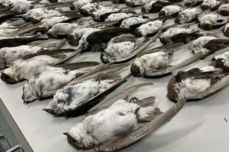 Dead bird specimens seen in the collection of the Museum of Southwestern Biology in New Mexico on September 14, 2020. 