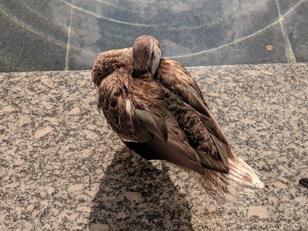 Fastidious Mallard thumbnail