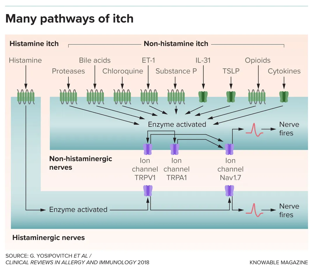 Pathways of Itch