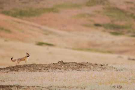 A reintroduced swift fox outfitted with a GPS collar looks out across the shortgrass prairie of the Fort Belknap Reservation in northern Montana. The tribes on the reservation are bringing the species back to Fort Belknap after an absence of more than 50 years.