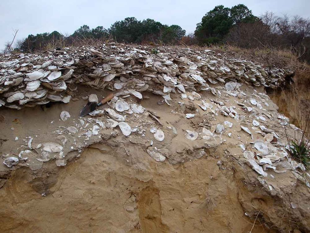 Oyster midden