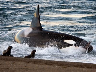 An orca hunts sea lion pups on a beach in Argentina.