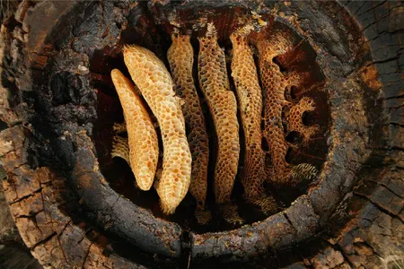 Humans may have raided wild honeybees' nests during the Stone Age -- this hive in a hollow log hive from Cévennes (France) reveals the details of the circular comb architecture ancient humans would have discovered.