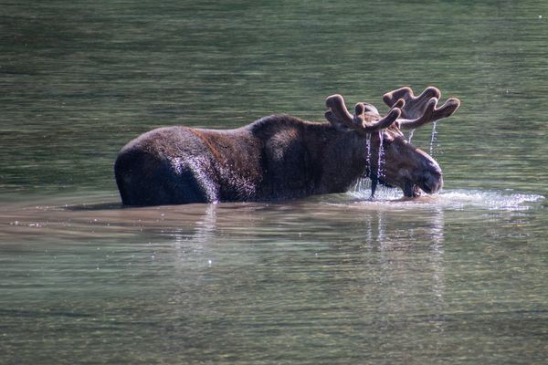 A bull moose grazing in Fishercap Lake in Glacier Park, Montana thumbnail