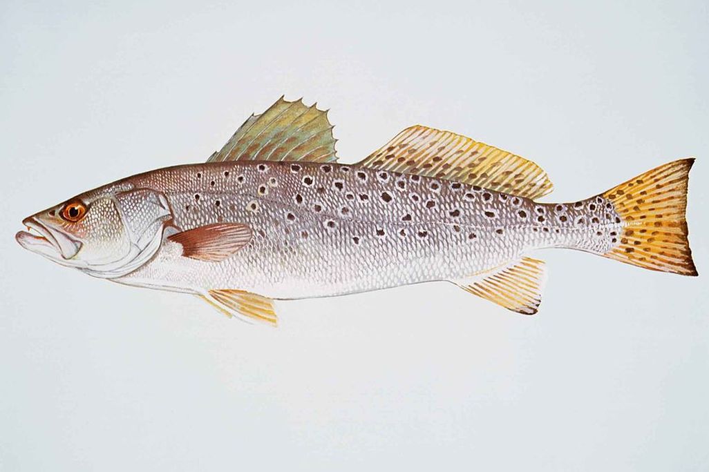 1024px-Spotted_seatrout_fish_cynoscion_nebulosus.jpg