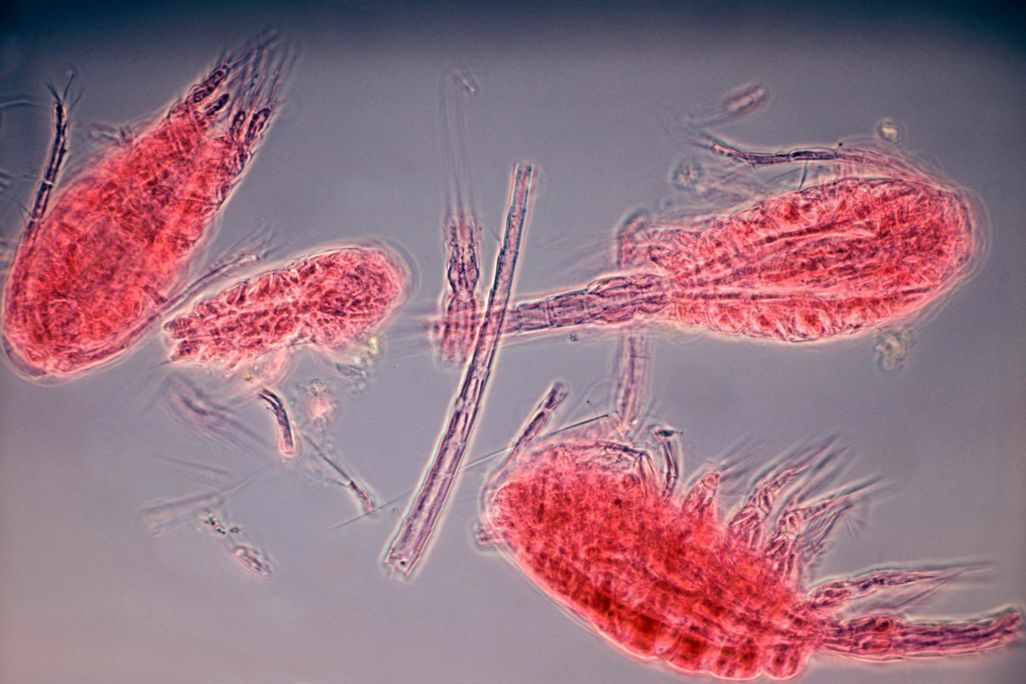 zooplankton