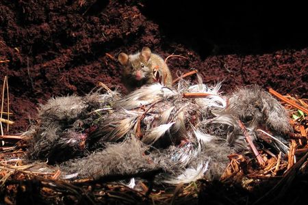 A giant mouse feeds on a dead seabird chick.