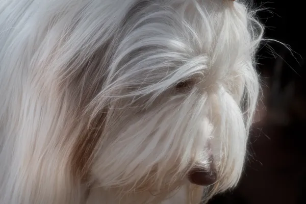 a bearded collie ... thumbnail