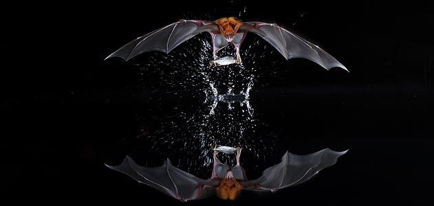 Noctilio leporinus captures prey