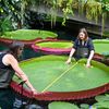 New Species of Giant Waterlily Is the Largest in the World icon