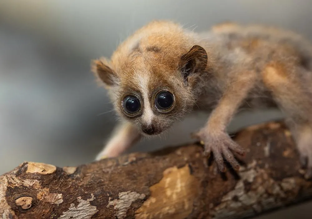20240417-817A9651-07RP-pygmy-slow-loris-teaser.jpg