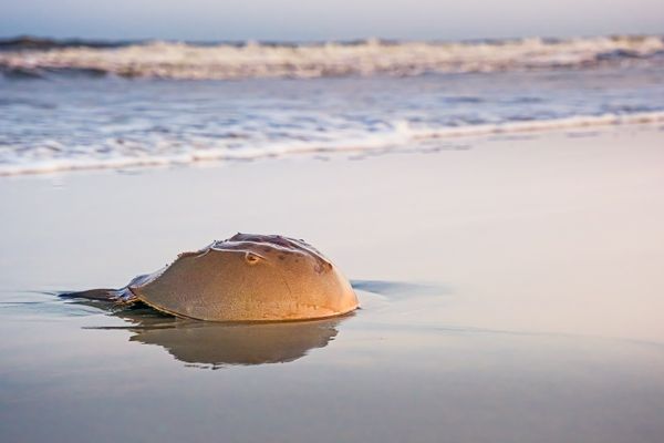 Beached Horseshoe Crab in the evening thumbnail