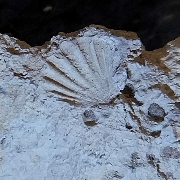 Fossil Mollusk thumbnail