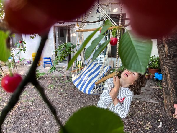my son in a cherry tree thumbnail