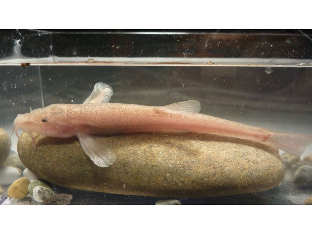 Cave Loach.jpg