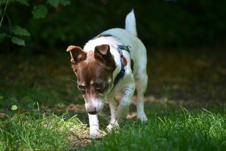 Dog urine conveys an array of information, including its owner's sex, age and reproductive status