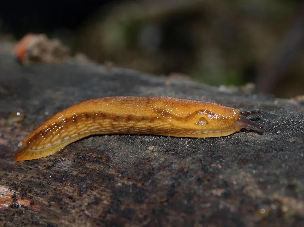 Slugs Inspire Super-Strong Glue to Seal Wounds