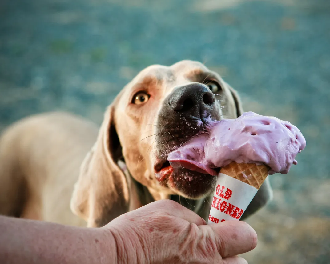 3 - Lucy the Weimaraner knows how to keep cool in the summer heat, thanks to a generous human. A few licks of this treat should do the trick.