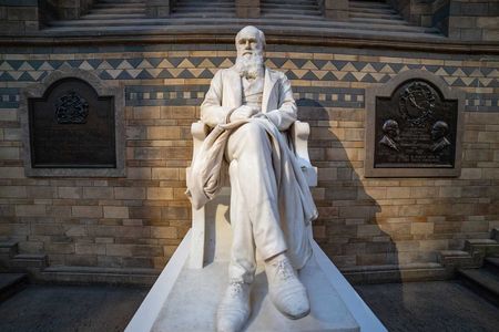 A statue of Charles Darwin sits in the Natural History Museum in London. The scientist's book 'Descent of Man' was published in 1871.