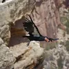 Meet Milagra, a Rare Condor Rescued as an Egg and Newly Released Back Into the Wild icon